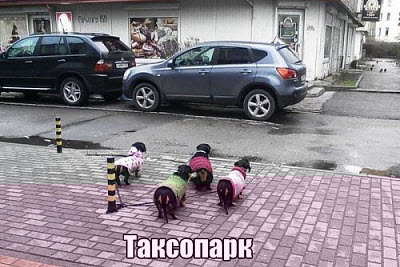 Таксы на прогулке