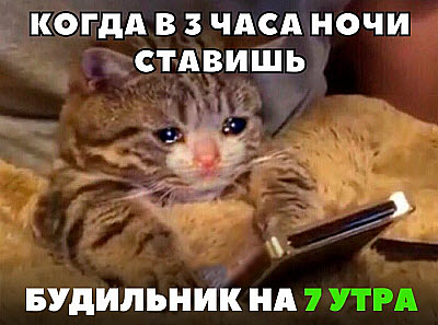 Котёнок со смартфоном