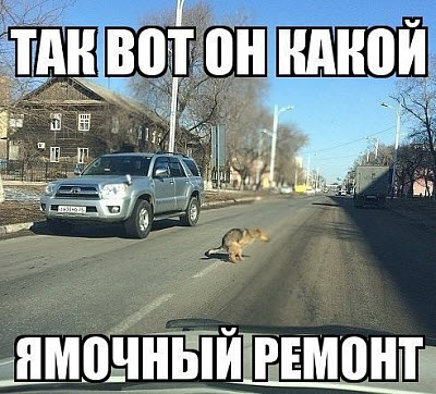 Собака на дороге