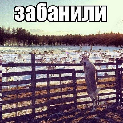 Мем. Олень в неволе!