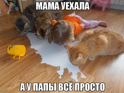 Мем. Девочка ест вместе с кошками!