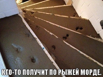 Мем. Следы кота на бетоне!