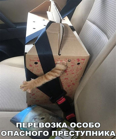 Мем. Кот в коробке!