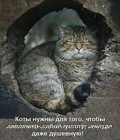 Кот в проломе стены