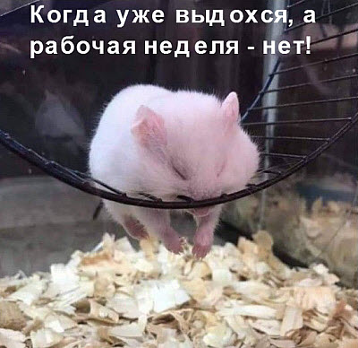 Уставший хомяк