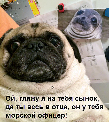 Собака и фотография морского котика!