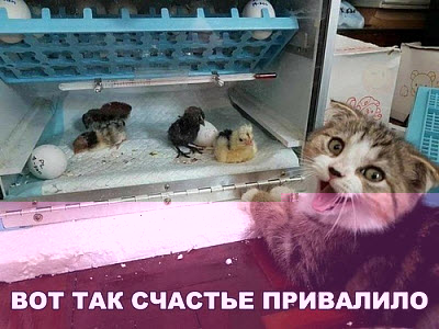 Кот с цыплятами!