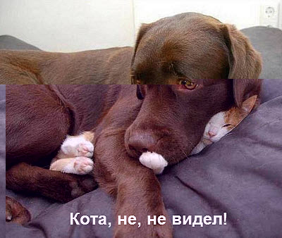 Пёс спит с котом!