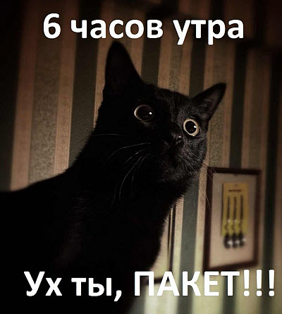 Кот рано утром нашёл пакет!