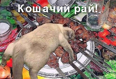 Кот спит на шашлыках