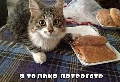 Кот на столе с продуктами!