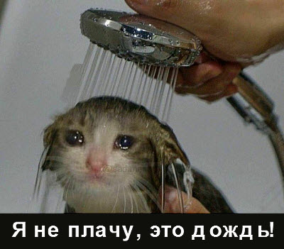 Кот под душем