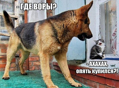 Котёнок обманул собаку!