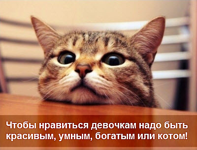 Красивый котик!