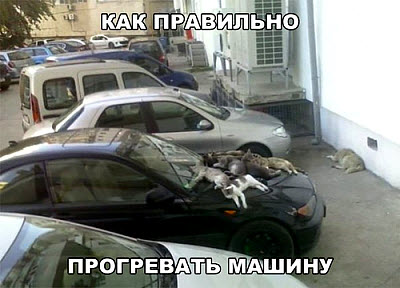 Кошки на капоте автомобиля!