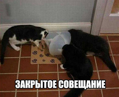 Коты совещаются!