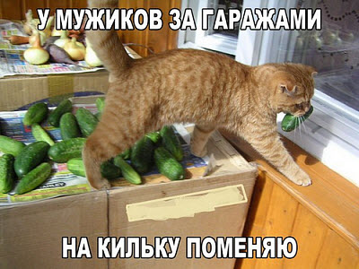 Кот стащил огурец!