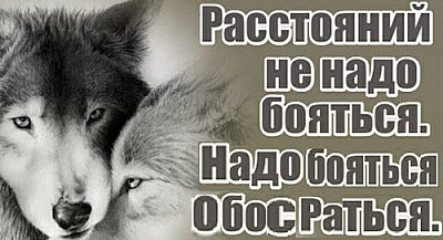 Волки расстояний не боятся