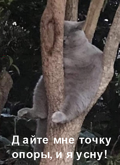 Кот спит на дереве