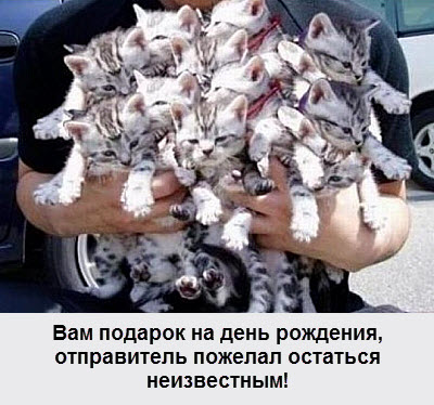 Котята на день рождения