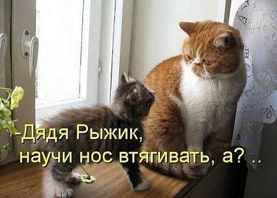 Коты на окне