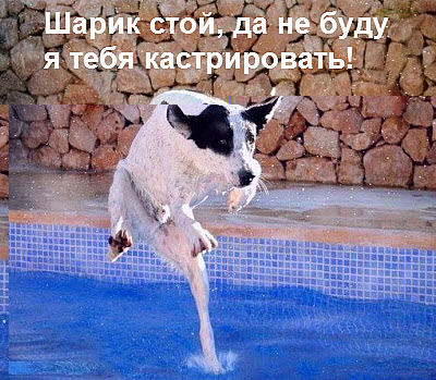 Собака бежит по воде