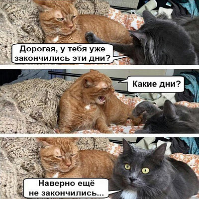 Кошка рычит на кота