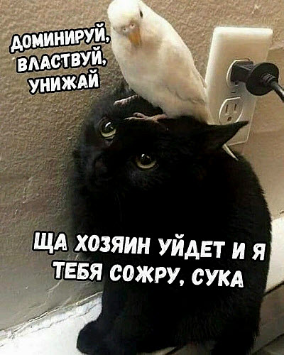 Попугай сидит на коте