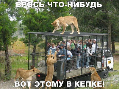 Коты в зоопарке с людьми