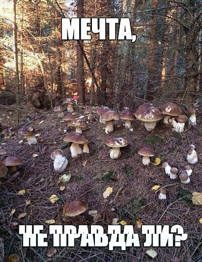 Грибное место