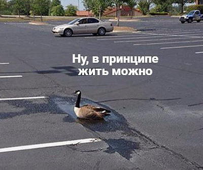 Утка в луже на дороге