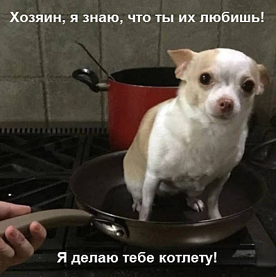 Собака делает котлету