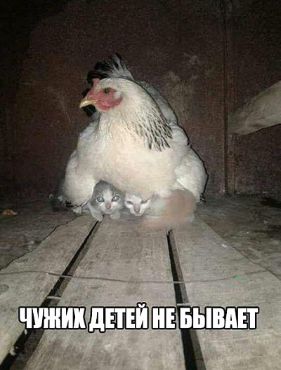 Наседка на котятах