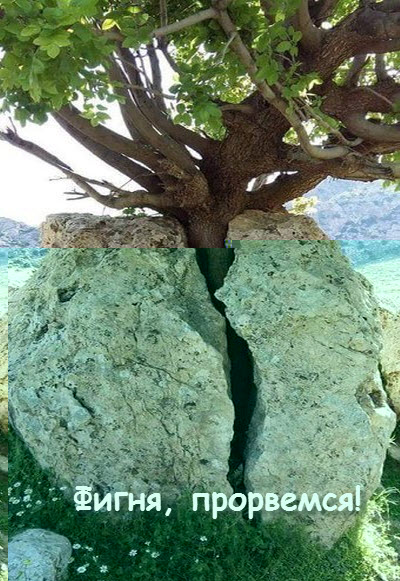 Дерево растет через камень