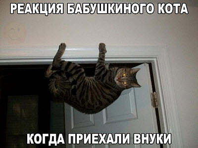 Кот в дверном проёме