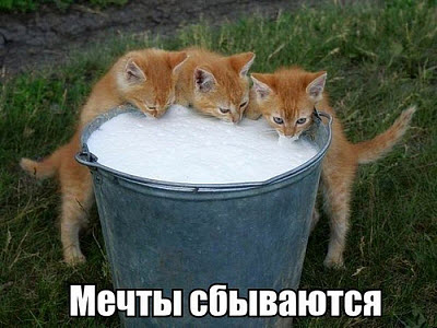Коты и ведро молока