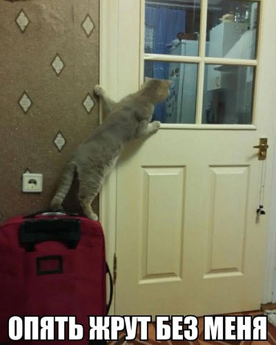 Кот висит на двери