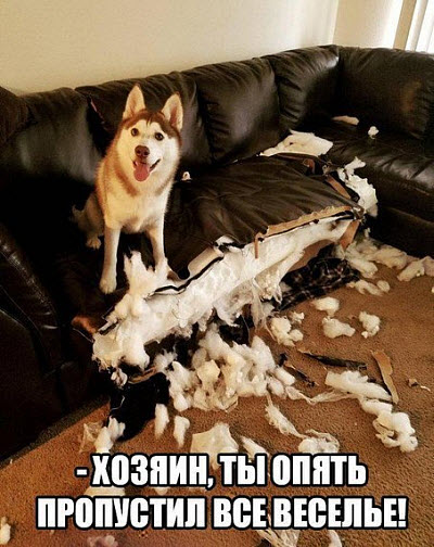 Собака разорвала диван