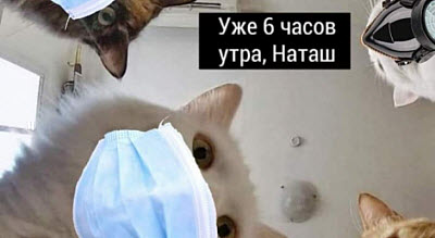Коты в медицинских масках