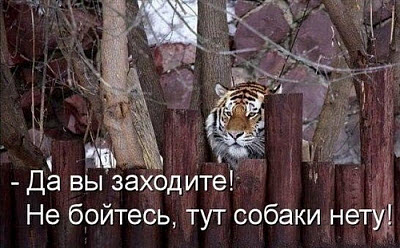 Тигр за забором