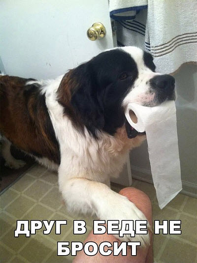 Собака несёт рулон туалетной бумаги