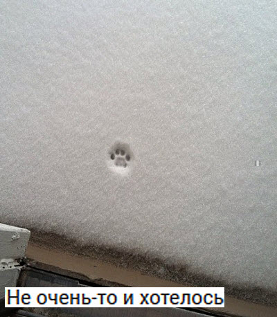 Следы кота на снегу