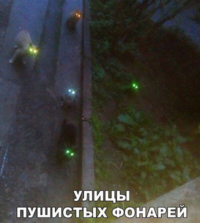 Глаза котов ночью