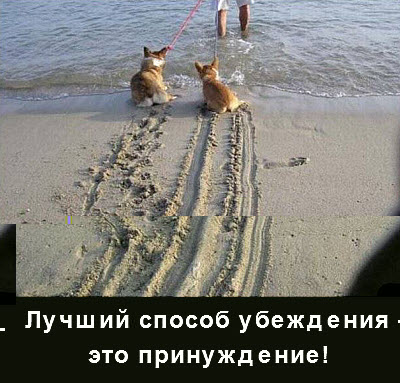 Собаки у моря