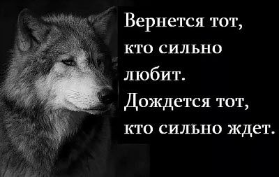 Мудрый волк