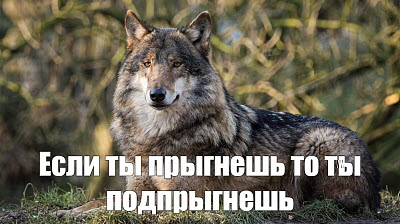 Рассудительный волк