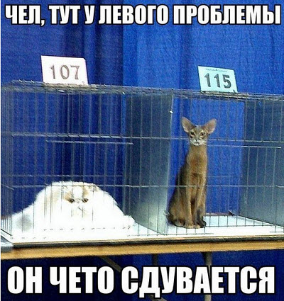 Коты в клетках