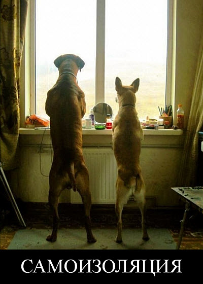 Мем. Собаки смотрят в окно