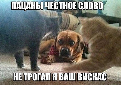 Мем. Собака и два кота
