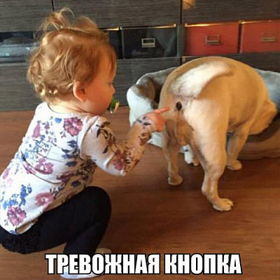 Мем. Девочка играет с собакой!